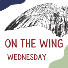 On The Wing (Wednesday)